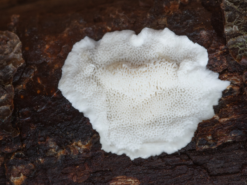 Antrodiella pallescens Antrodiella pallescens